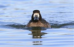 Lesser Scaup